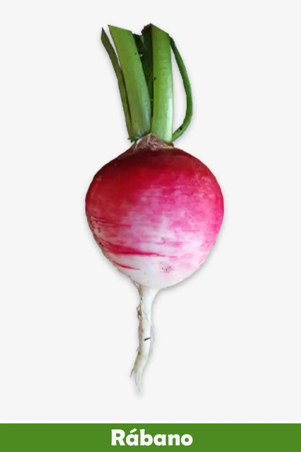 RÁBANO