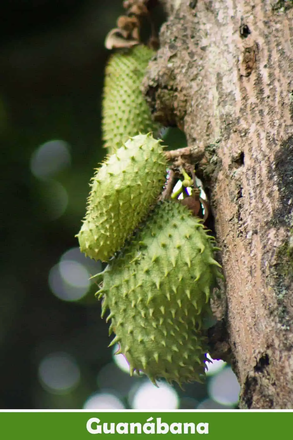 GUANABANA